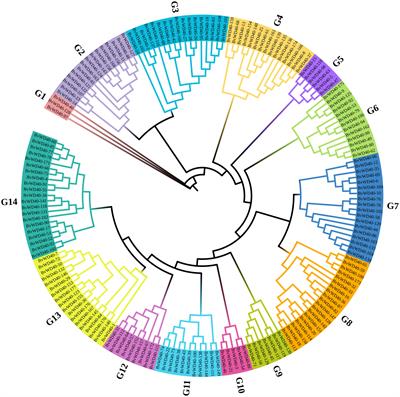 Genome-wide analysis of WD40 protein family and functional characterization of BvWD40-82 in sugar beet